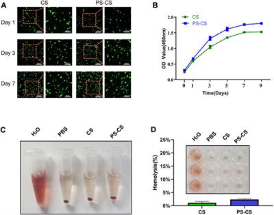 Phosphoserine-loaded chitosan membranes promote bone regeneration by activating endogenous stem cells